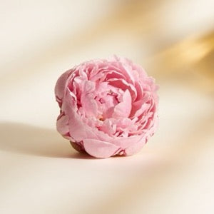 Peony