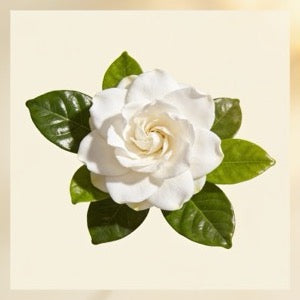 Californian Gardenia