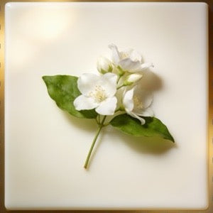 Sambac Jasmine