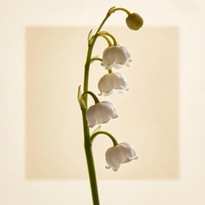 Lily of the Valley