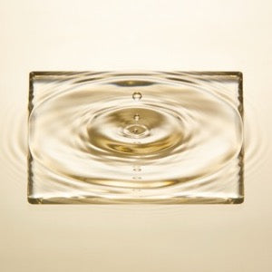 Water Lily