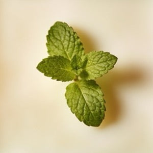 Mint