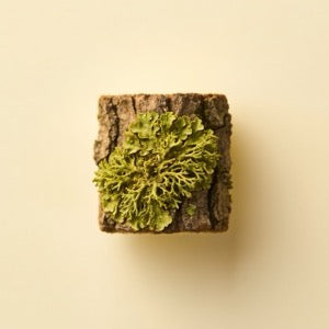 Oakmoss