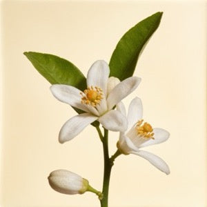 Orange Blossom