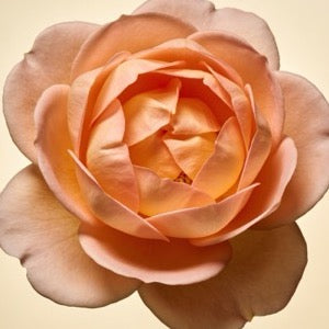 Turkish Rose