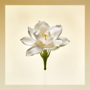 Tuberose