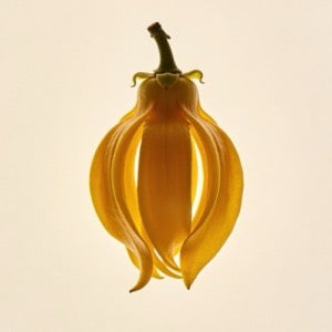 Ylang-Ylang